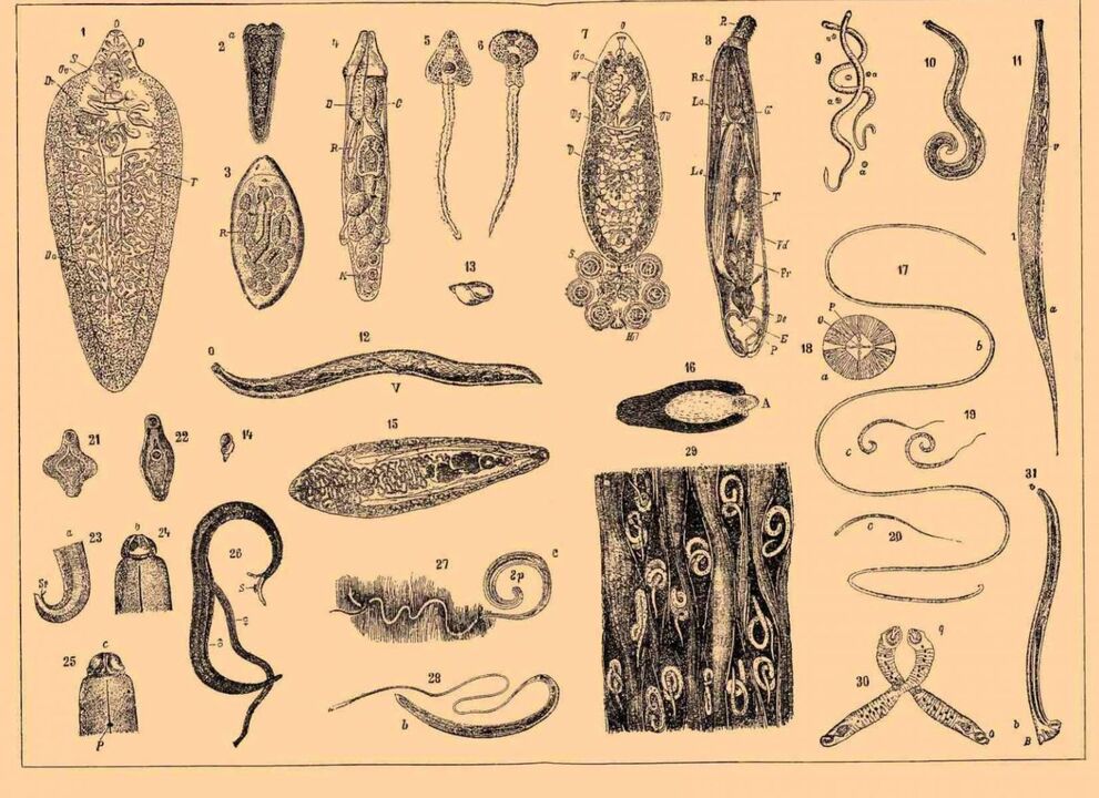 druhy parazitů žijících v lidském těle