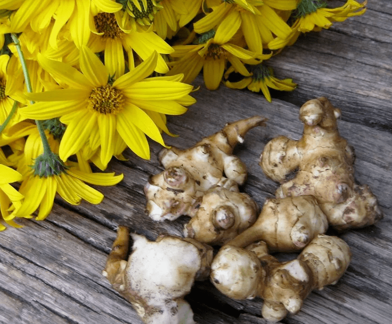 Topinambur pro přípravu čerstvě vymačkané šťávy proti parazitům