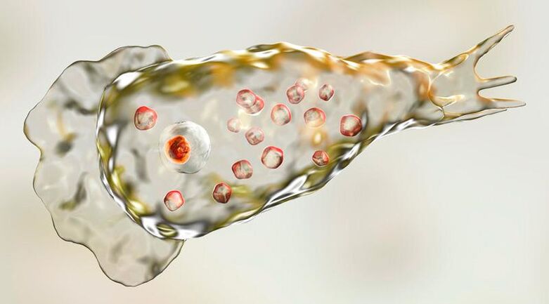 Améba Naegleria fowlera – žije v lidském mozku a je smrtelným parazitem