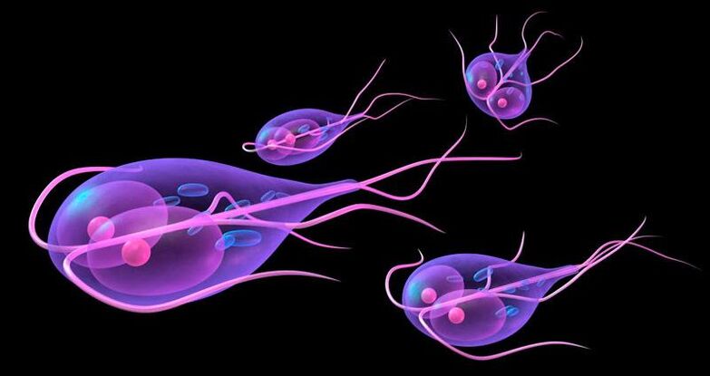 Giardia, která žije v lidském tenkém střevě