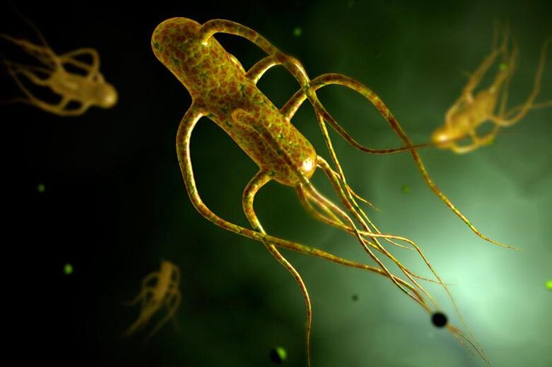 Salmonella žije v lidském střevě