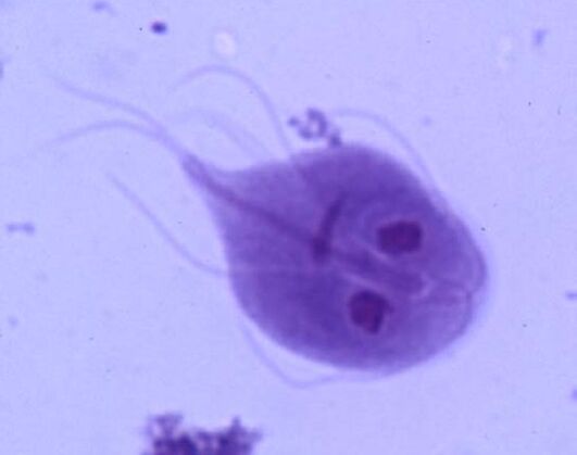 Giardia z lidského těla